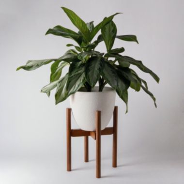 Kanso Designs Adjustable Plant Stand - Dark Brown, Mid Century Modern Dark Brown Wooden Plant Stand, Extendable Planter Stand, 8" to 12" Plant Pot Stand Active. View a larger version of this product image.