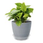 Alternate image 3 for CWP CW-600N Vinyl Plant Saucer, 6-Inch Diameter, Clear