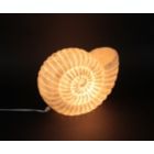 Alternate image 1 for Contrast White Sandstone Finish Nautilus Shell Coastal Art Accent Table Lamp 10 Inches High