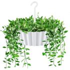 Alternate image 1 for Tree Nest (#122635) Hanging Sunny Lace Pattern Planter, White - 10" Diameter