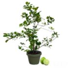 Alternate image 0 for Live Lime Tree - Premium Citrus Lime Plant, High Yield, Perfect for Indoor or Outdoor Growing - Year-Round Fruit Production - 1-3 FT, Ships In Planter