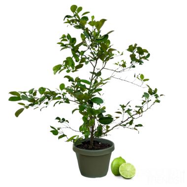 Live Lime Tree - Premium Citrus Lime Plant, High Yield, Perfect for Indoor or Outdoor Growing - Year-Round Fruit Production - 1-3 FT, Ships In Planter. View a larger version of this product image.