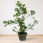 Alternate image 1 for Live Lime Tree - Premium Citrus Lime Plant, High Yield, Perfect for Indoor or Outdoor Growing - Year-Round Fruit Production - 1-3 FT, Ships In Planter