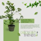Alternate image 2 for Live Lime Tree - Premium Citrus Lime Plant, High Yield, Perfect for Indoor or Outdoor Growing - Year-Round Fruit Production - 1-3 FT, Ships In Planter