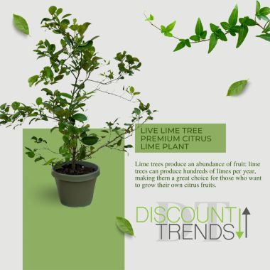 Live Lime Tree - Premium Citrus Lime Plant, High Yield, Perfect for Indoor or Outdoor Growing - Year-Round Fruit Production - 1-3 FT, Ships In Planter. View a larger version of this product image.