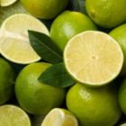 Alternate image 3 for Live Lime Tree - Premium Citrus Lime Plant, High Yield, Perfect for Indoor or Outdoor Growing - Year-Round Fruit Production - 1-3 FT, Ships In Planter