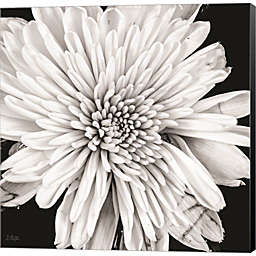 Great Art Now Black and White Love II by Donnie Quillen 24-Inch x 24-Inch Canvas Wall Art