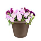 Alternate image 1 for The HC Companies Classic Garden Planter- Chocolate - 8 inch
