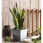 Alternate image 2 for The HC Companies Outdoor/Indoor Plastic Planter Eclipse Square, Cottage Stone, 8''