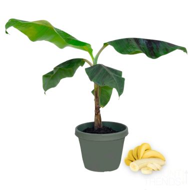 Live Banana Tree - Exotic Fruit Plant - Perfect for Indoors or Outdoors - 1-2 FT - Ships in Grow Pot. View a larger version of this product image.