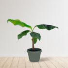 Alternate image 1 for Live Banana Tree - Exotic Fruit Plant - Perfect for Indoors or Outdoors - 1-2 FT - Ships in Grow Pot