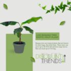 Alternate image 2 for Live Banana Tree - Exotic Fruit Plant - Perfect for Indoors or Outdoors - 1-2 FT - Ships in Grow Pot