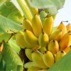 Alternate image 3 for Live Banana Tree - Exotic Fruit Plant - Perfect for Indoors or Outdoors - 1-2 FT - Ships in Grow Pot
