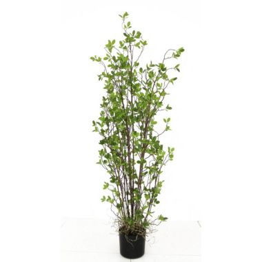 BIDK Home 60" Potted Contemporary Artificial Rubber Tree - Unlit. View a larger version of this product image.