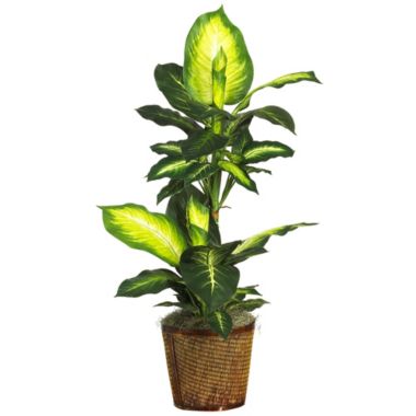 Nearly Natural 3.5' Artificial Golden Dieffenbachia Silk Plant with Basket. View a larger version of this product image.
