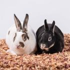 Alternate image 2 for PetsPick Red Cedar Pet Bedding for Dogs, Horses, Small Animals, 24L