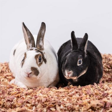 PetsPick Red Cedar Pet Bedding for Dogs, Horses, Small Animals, 24L. View a larger version of this product image.