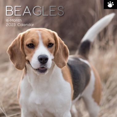 The Gifted Stationery 2023 Square Wall Calendar - Beagles, 12 x 12 Inch ...