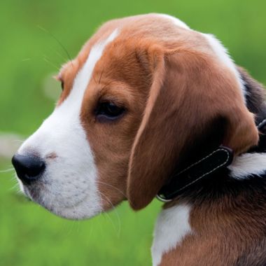 The Gifted Stationery 2023 Square Wall Calendar - Beagles, 12 x 12 Inch ...