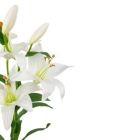 Alternate image 3 for Allstate 28" White Easter Lily Artificial Silk Floral Spray