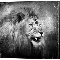 Great Art Now Snarling In Black And White by Jai Johnson 12-Inch x 12-Inch Canvas Wall Art