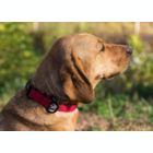 Alternate image 1 for COMFAST Adjustable Dog Collars - Reflective Padded Dog Collar With Strain Relief