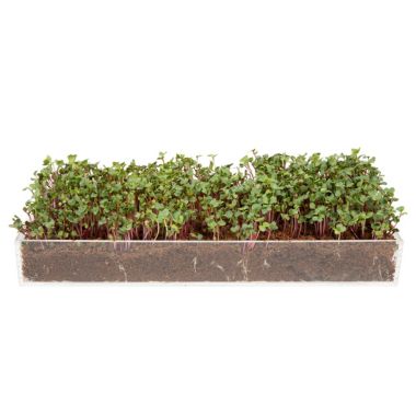 Window Garden Microgreens Grow Kit - Includes Microgreen Seeds, Fiber Soil, Acrylic. View a larger version of this product image.
