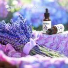 Alternate image 1 for Daroma 100% Natural Pure Organic Oil Fragrances Home 20ml Lavender