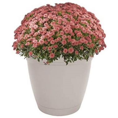 The HC Companies Outdoor/Indoor Plastic Planter Eclipse, Cottage Stone, 6''. View a larger version of this product image.