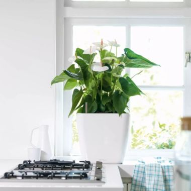 Lechuza USA 14" White Quadro Planter with Water Reservoir. View a larger version of this product image.