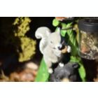 Alternate image 2 for VP Home Woodland Friends Owl Bear Squirrel Leaf Teepee with Lantern Solar Powered LED